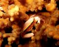 Pink Crab feeding on a coral. Photo taken during a night dive in Outrigger house reef, Anilao, Mabini, Batangas