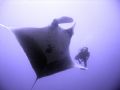Diving in Thailand / Hin Daeng - Hin Muang