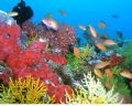 This was a coral block on Muthafushi Tila taken with an Olympus Camedia with built in flash