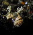 Decorated Warbonnet out hunting. Howe Sound, British Columbia, Canada