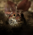 Femail scalyhead sculpin hiding in the kelp. Howe Sound, British Columbia, Canada