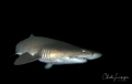 Carcharias taurus