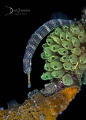 Pipefish twisting its way up an old mooring rope!