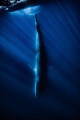 fin whale submerging near lampedusa island