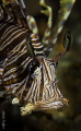 Lion fish portrait