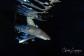 Longimanus by night !