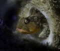 Scalyhead sculpin in a boot sponge. Howe Sound, British Columbia, Canada