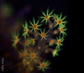 Fluorescent coral polyps, Lembeh Straight, Indonesia