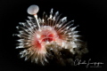 Serpula vermicularis