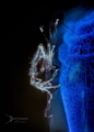 White Walker.  Skeleton shrimp on blue tunicate