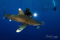 Divers end Longimanus , Elphinstone !