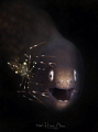 Symbiotic relationship