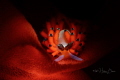 Favourinus feeding with eggs. 
Taken by D800E &105mm+SMC1 & snooted z240 at Anilao .