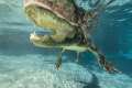 Florida alligator photographed in Florida city using Canon 6D in a Aquatech housing 14 mm