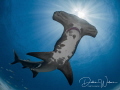This is a well-known female great Atlantic hammerhead shark in Tiger Beach and is nicknamed 
