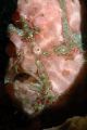 Pink Frogfish, Lembeh Straits.
105mm Macro Lens.