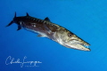 Barracuda !