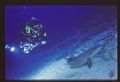diver looking at a shark strobe fires with the shot and lights the shark