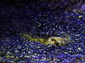 small nudibranch warning