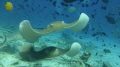 Costa cruise stayed 3 days at the Maldives we did 8 dives Fish Tank was the best