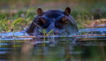 Hippo in the Okavango Delta