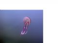 This was taking while Diving from Cala Bona in Mallorca/Majorca. During a deco stop in 6m I noticed the Jellyfish, with nothing else to obscure the view it looked like the perfect shot. I used an olympus C3030z.