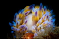 Gasflame
Beautiful gasflame nudibranch perches on top of the SAS Pietermaritzburg Wreck in Simon's Town, South Africa.