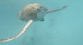Swimming with the Sea Turtles at Redang Island, Terengganu, Malaysia