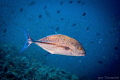 The boss of underwater - Jack Fish! 
Blue fin trevally