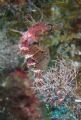 my favourite sea horse from the blue hole in Gozo