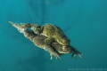 Mating toads