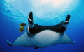 Manta at Socorro