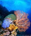 Colours of the reef
An unusual angle of a healthy reef in Wakatobi.
