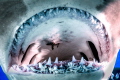 Hammeread Throat
A real close up view of a hammerhead shark's throat with parasites in it.