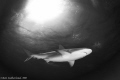 Shark in Snell's window
Reef shark shot at Tiger Beach.