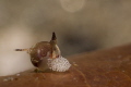 Hopper laying eggs (Siphopteron sp.)