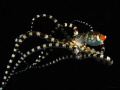 A floating wonderpus n the Lembeh strait