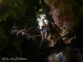 Old man of the sea.
Shrimp with barnacles.