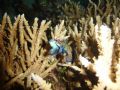 mating mandering off bunaken island in indonisia.