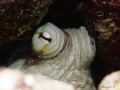 The eyes have it.
