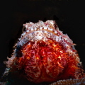 Flaming Beard
A close-up look at a perched bearded scorpion fish.