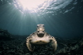 Green Sea Turtle