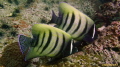 Six banded angelfish - or sixbar angelfish - photographed at Sail Rock, Koh Phangan, Thailand on 18-05-2018. They mate with one partner and stay together for life!