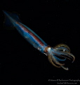 Arrow Squid on blackwater dive in West Palm Beach, Florida 24 May 2018