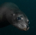 California Sea Lion at Isla San Pedro Nolasco, Sonora, Mexico