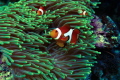 Anemona fish