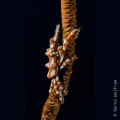 I found this little Xeno Crab sitting on a whip coral in about 25 meters depth. The crab tried to hide, but I managed to get the shot eventually. I placed my strobes left and right of the crab to get a nice black background.
