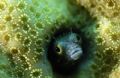 Alison Kemp found this little blenny in the coral in Nassau, Bahamas. She was using the Sea & Sea DX8000.