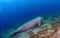 Resting sea cow