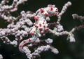 Pygmy seahorse